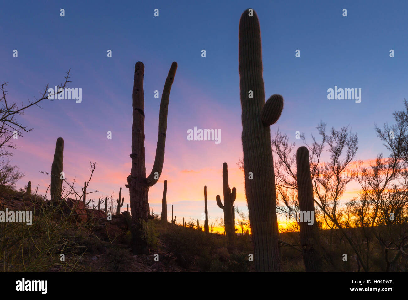 Giant cactus Saguaro (Carnegiea gigantea) all'alba nella Sweetwater preservare, Tucson, Arizona, USA, America del Nord Foto Stock