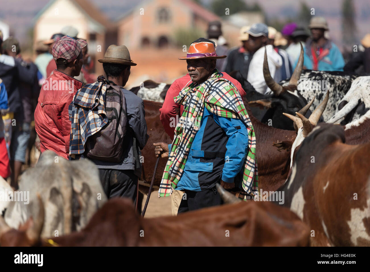 Zebù mercato del bestiame, Ambalavao, Madagascar centrale Foto Stock