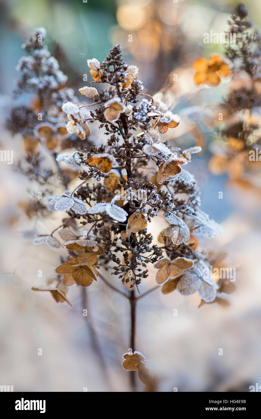 Ortensia le teste dei fiori di brina su petali Foto Stock