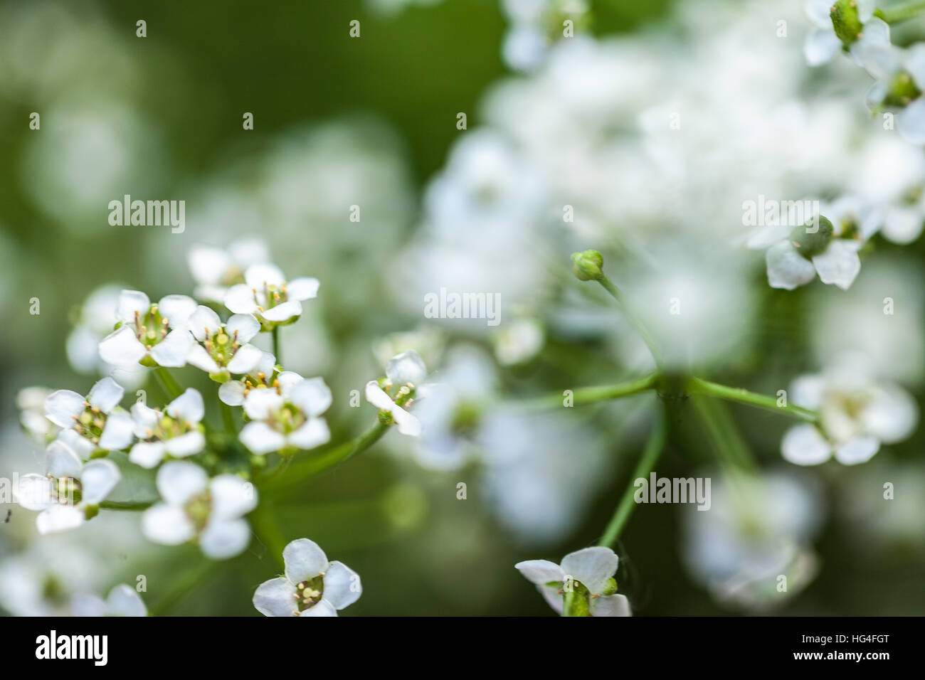 White piccoli fiori Foto Stock