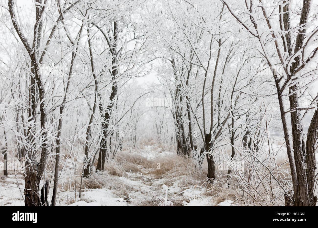 Vista invernale di alberi coperti di neve Foto Stock