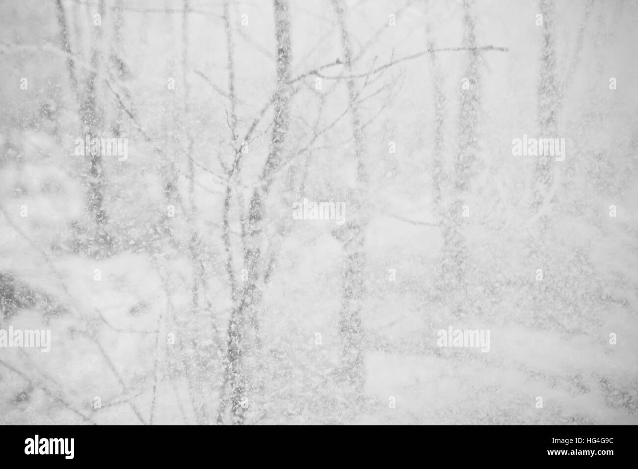 Vista invernale di alberi coperti di neve Foto Stock