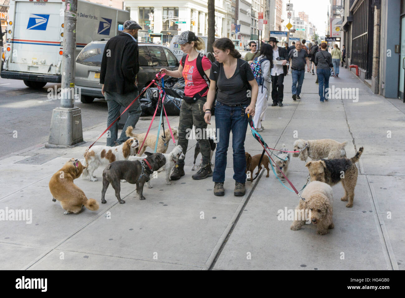 2 professionale dog walkers pass sulla metà del marciapiede di Manhattan con 11 cani tra loro causando qualche confusione & aggrovigliato guinzagli Foto Stock