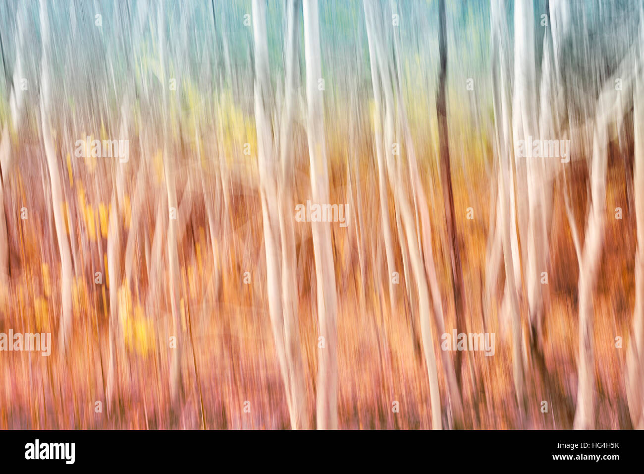 Motion offuscata foresta autunnale, natura astratta sfondo, tonificazione del colore applicato. Foto Stock