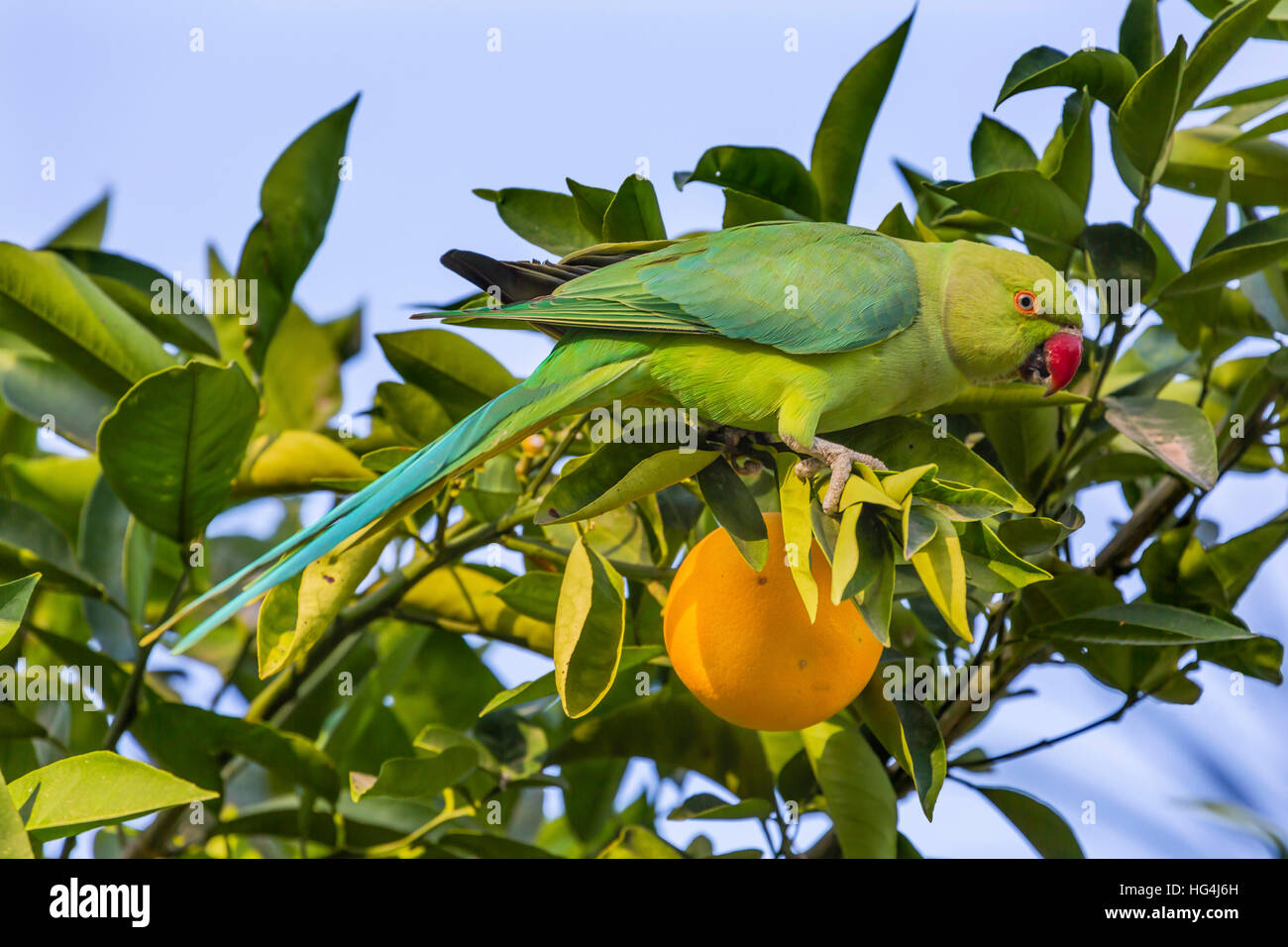 Rosa verde inanellato colli ad anello pappagallo parrocchetto Arancio Mare di Galilea Israele Foto Stock