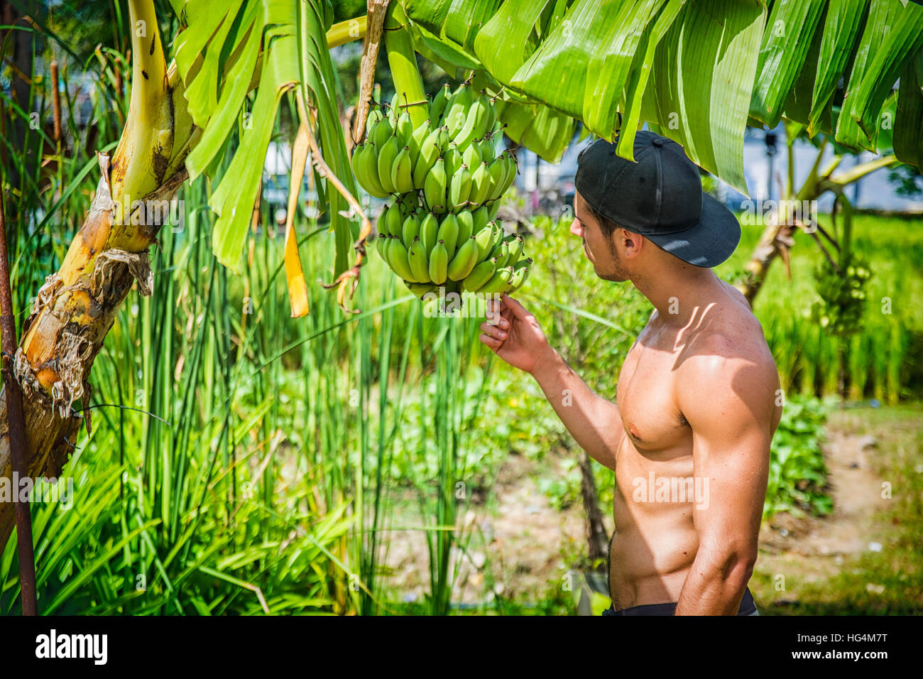 Uomo muscolare toccando banana tree Foto Stock