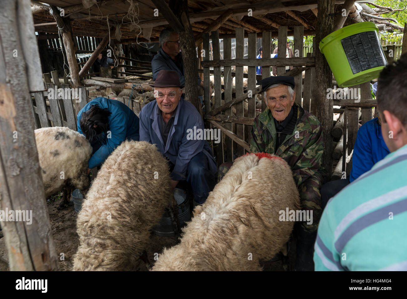 Brezovica, Serbia - 12 Maggio 2016: la mungitura di ovini in Brezovica sulla casa di montagna Foto Stock