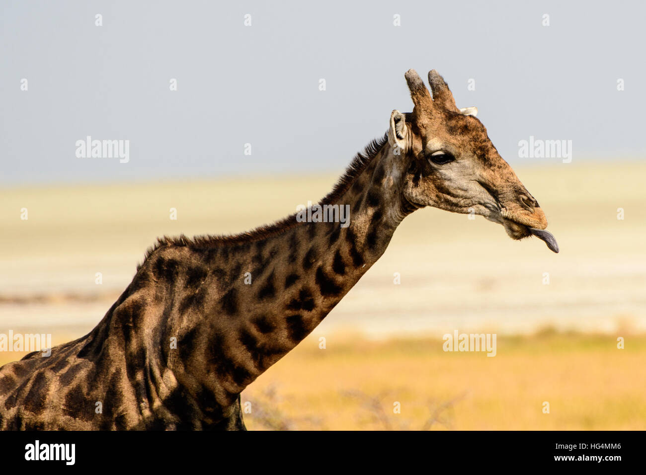 La giraffa fuori la sua linguetta in pubblico Foto Stock