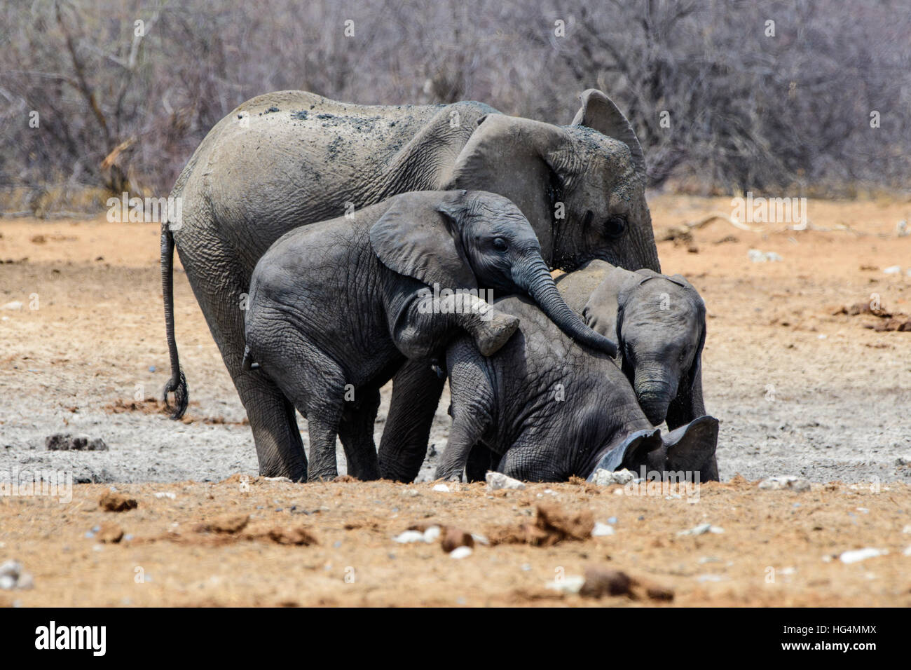 Giovani elefanti divertendosi Foto Stock