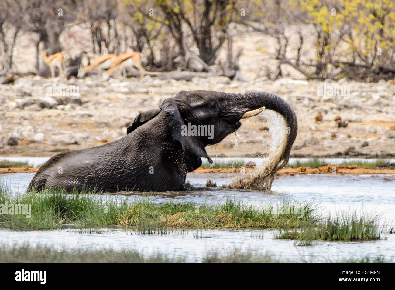 Elephant godendo la balneazione nel fiume Foto Stock