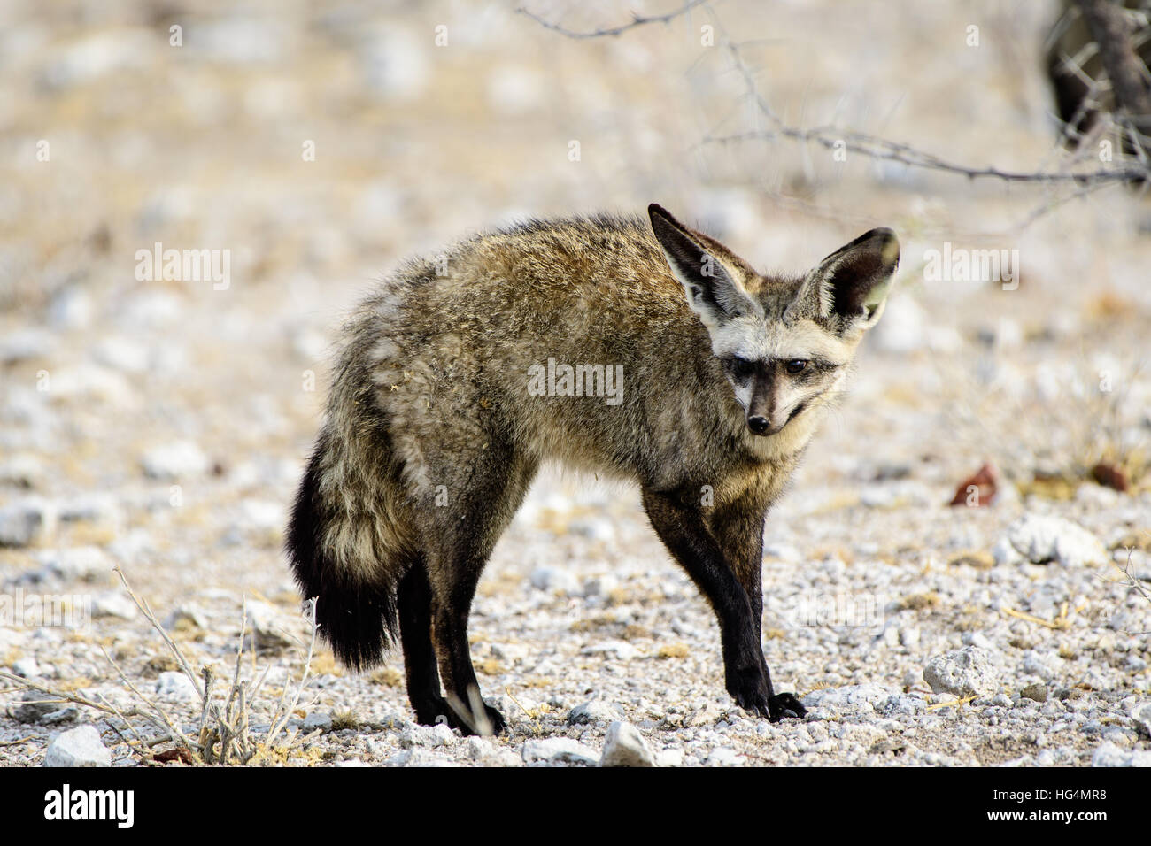 Bat eared Fox osservando da vicino Foto Stock