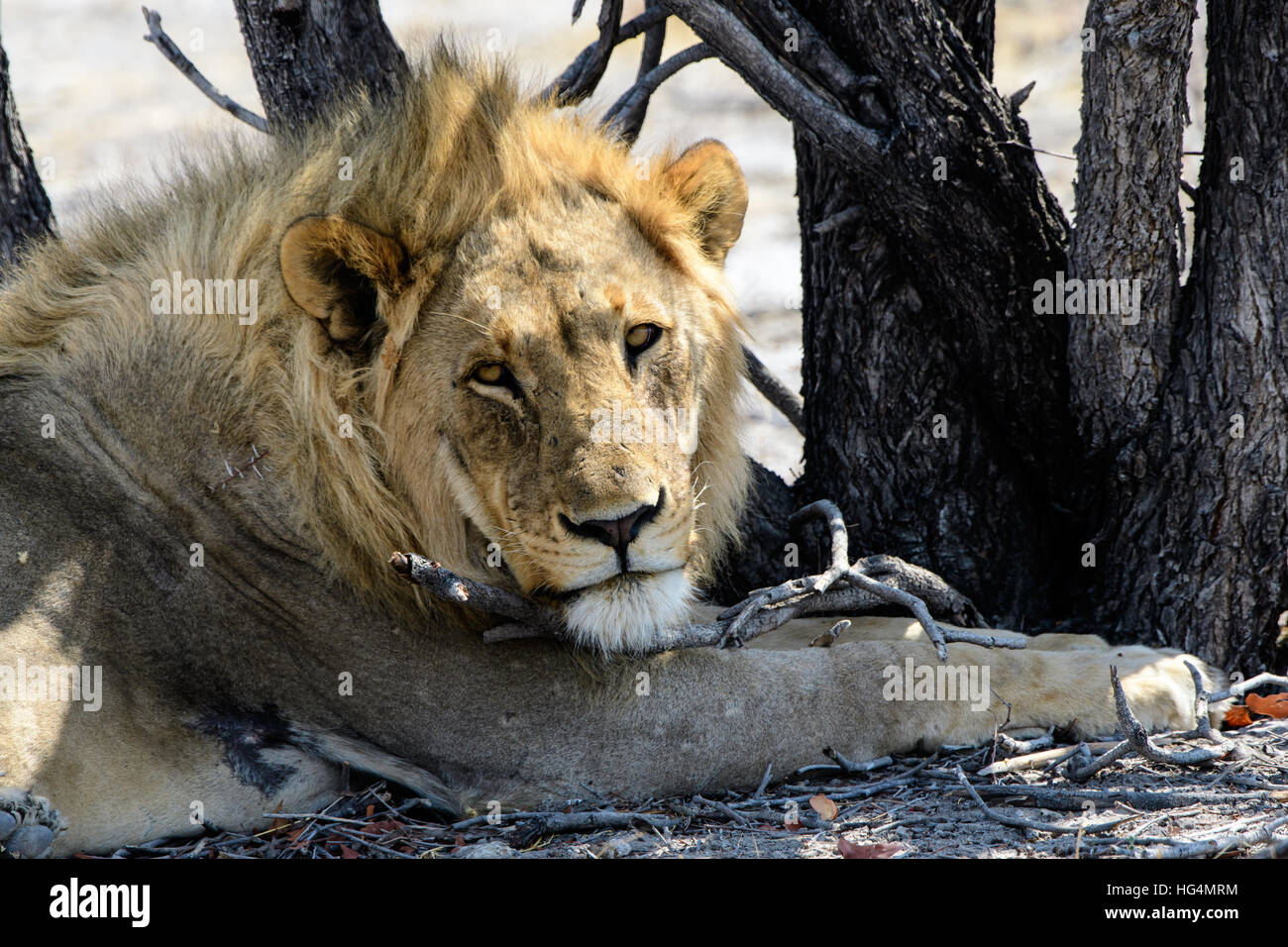 Close up del volto di un maschio di leone cercando ombra nella boccola Foto Stock