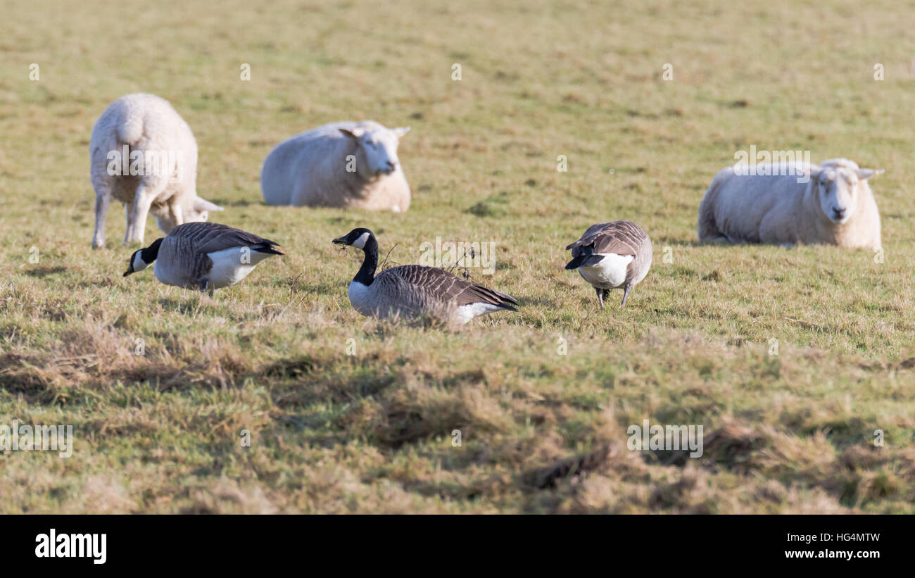 Oche del Canada (Branta canadensis) il pascolo di pecore. Uccelli in famiglia anatidi alimentare su pascolo durante l'inverno nel Somerset, Regno Unito Foto Stock