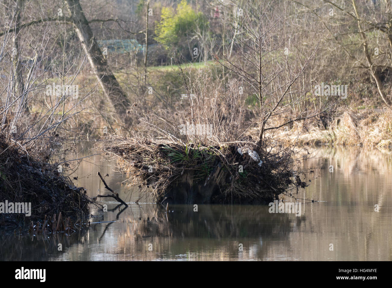 Erosione degli argini lungo il fiume Avon, Regno Unito. Sezione della banca di fiume tagliato dimostrando per effetto delle radici degli alberi sulla stabilità del suolo Foto Stock