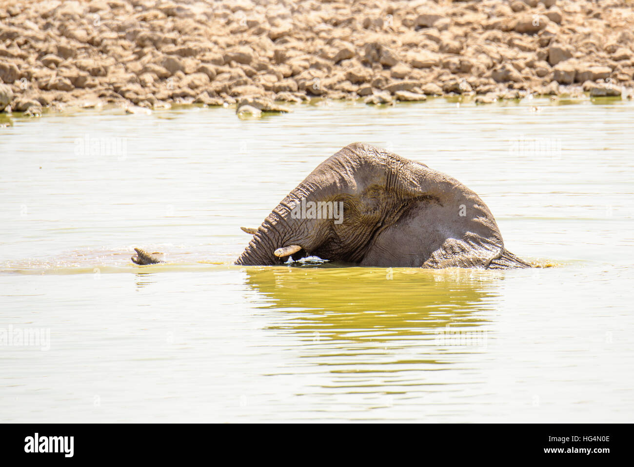 Elephant tenuto nelle acque del fiume Foto Stock