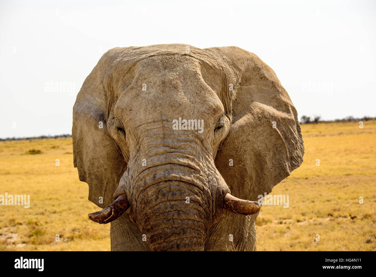 Close up di un toro di elefante faccia Foto Stock