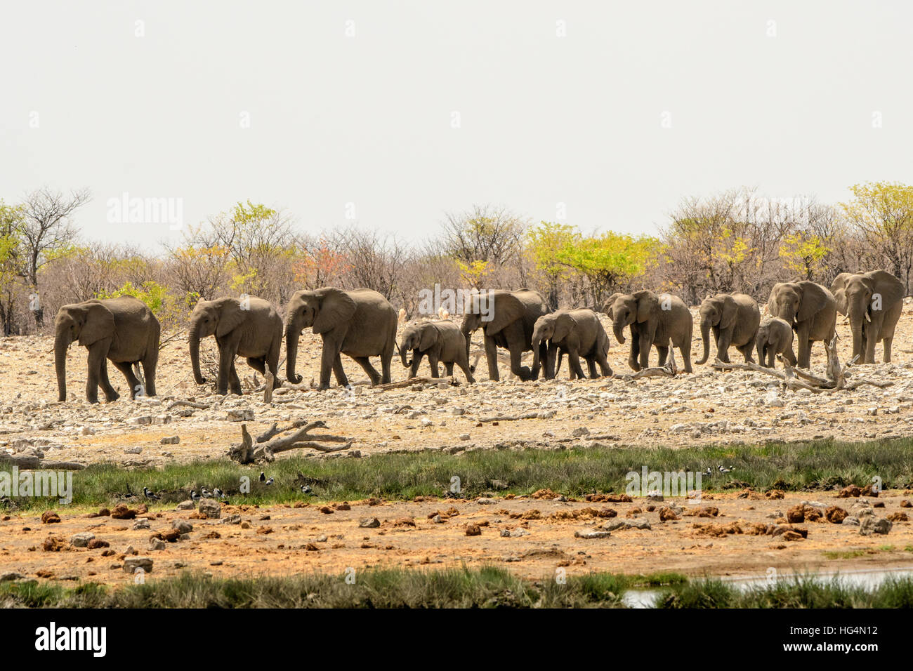 Gli elefanti trooping al waterhole in una linea Foto Stock