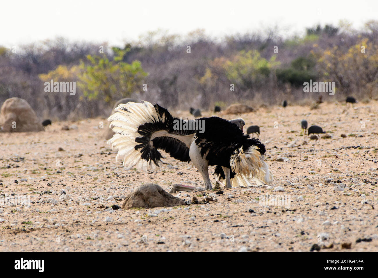 Ostrich dancing cercando di attirare un compagno Foto Stock