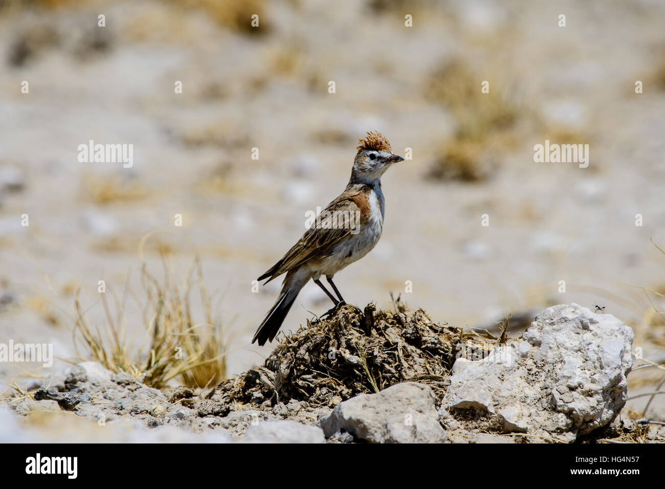 Rufous naped Lark in piedi su una roccia Foto Stock