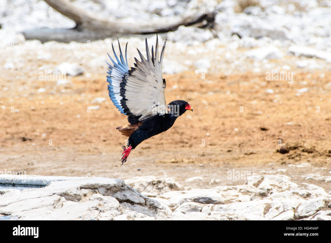 Bateleur tenendo spento Foto Stock