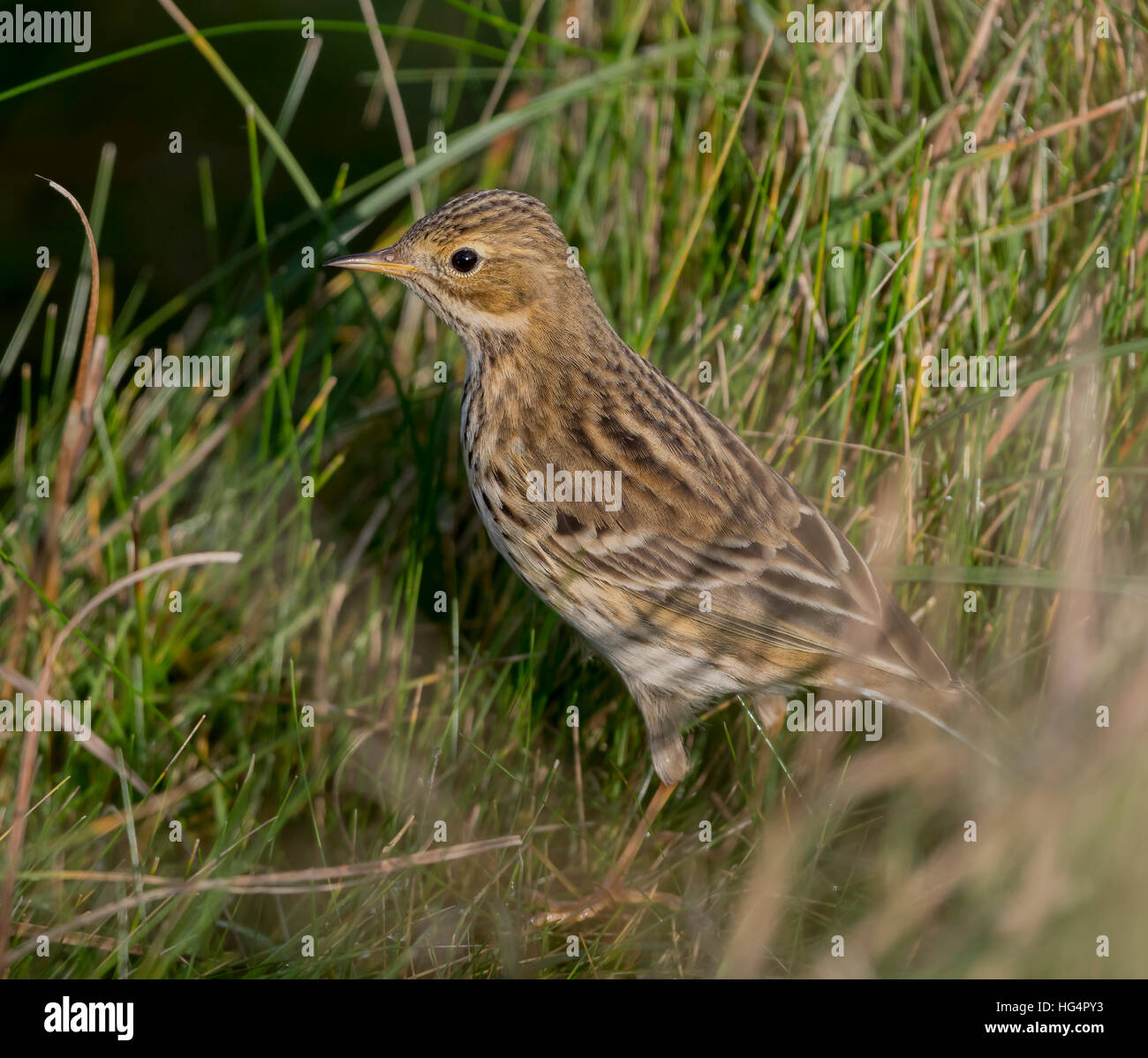 Meadow Pipit nella palude terreni a Marazion Cornovaglia Foto Stock
