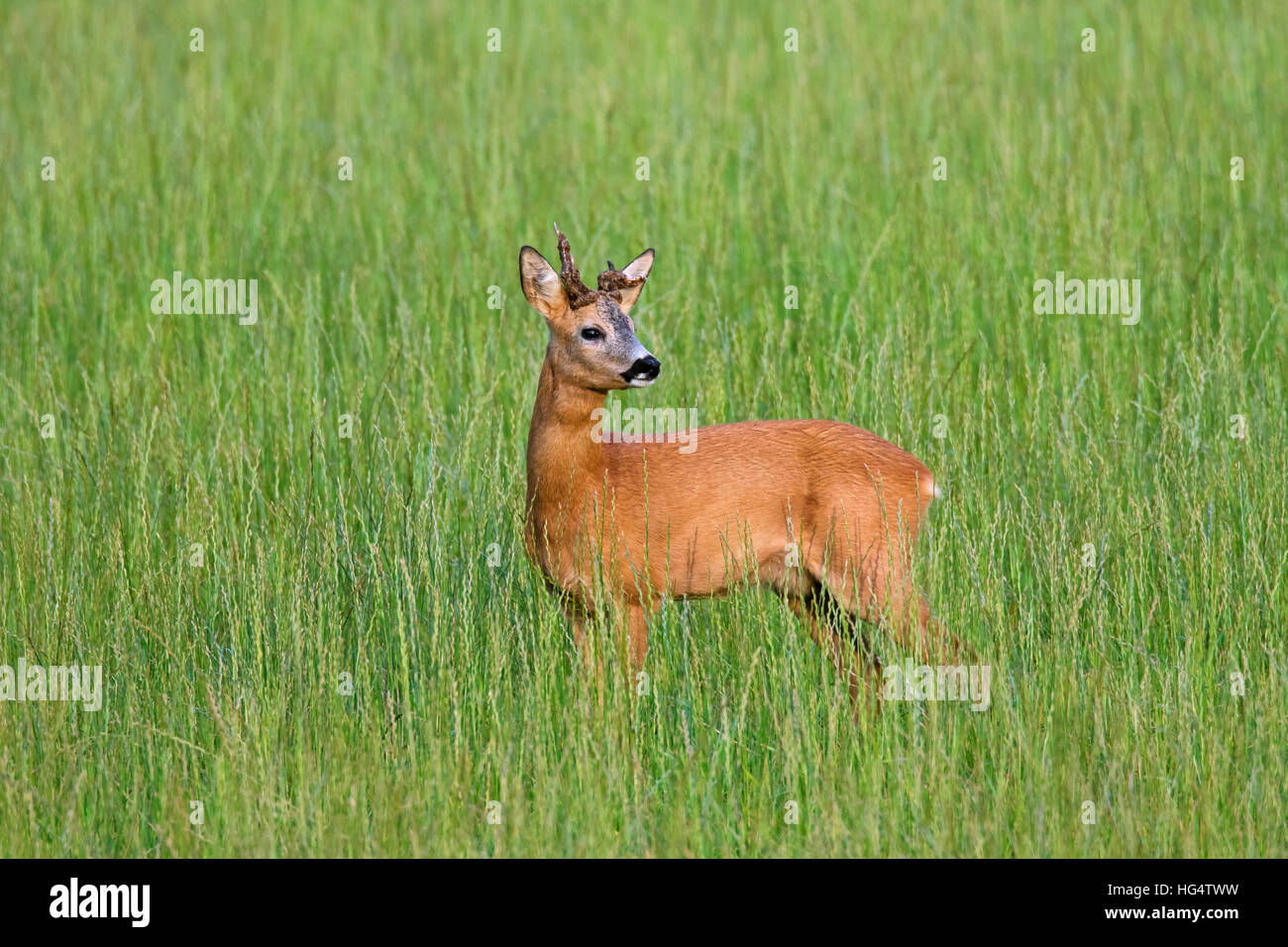 Il capriolo (Capreolus capreolus) buck con due corna deformata in campo in estate Foto Stock