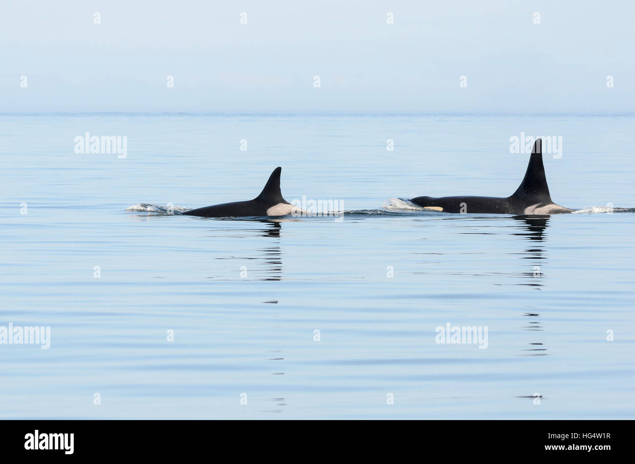 Il Salish mare residente meridionale orcas, J-Pod, Granny (J-2), Onyx (L-87). J-2 è stato stimato in oltre cento anni quando morì nell'inverno del 2016. Foto Stock