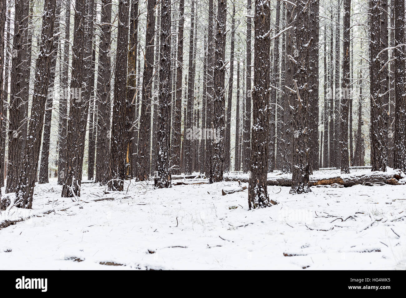 Nevoso inverno scena della foresta Foto Stock