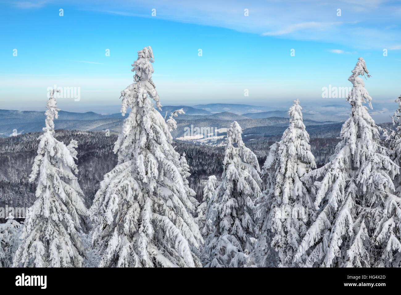 Vista pittoresca da un monte alto su una foresta innevata e picchi di montagna Foto Stock