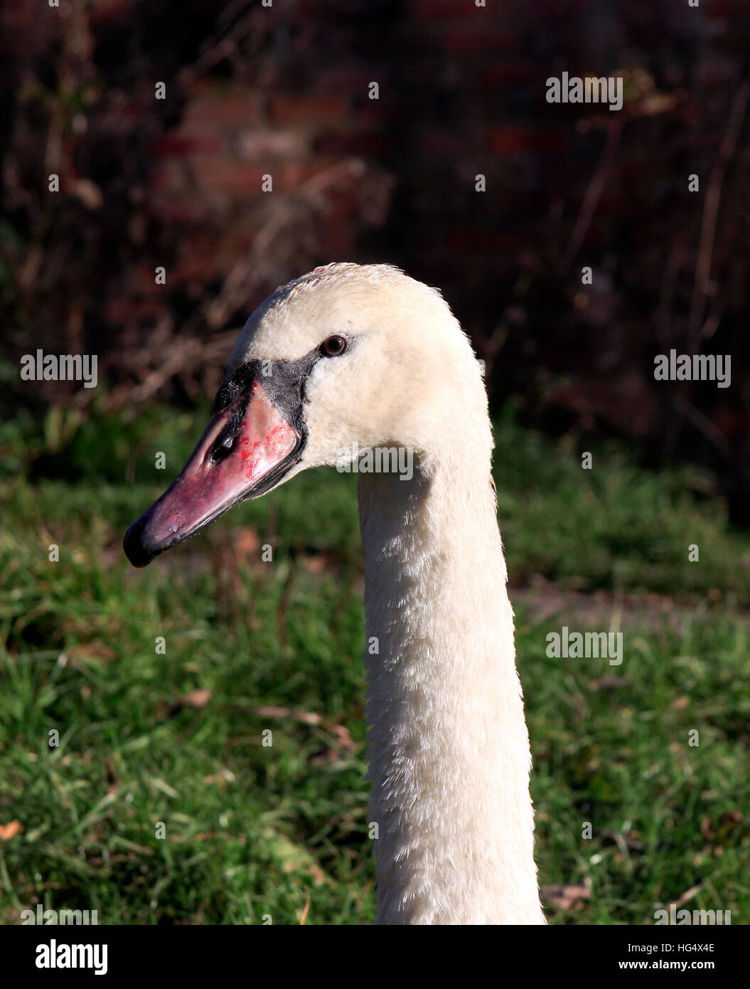 Feriti swan vendita Acqua Park, Manchester, Regno Unito Foto Stock