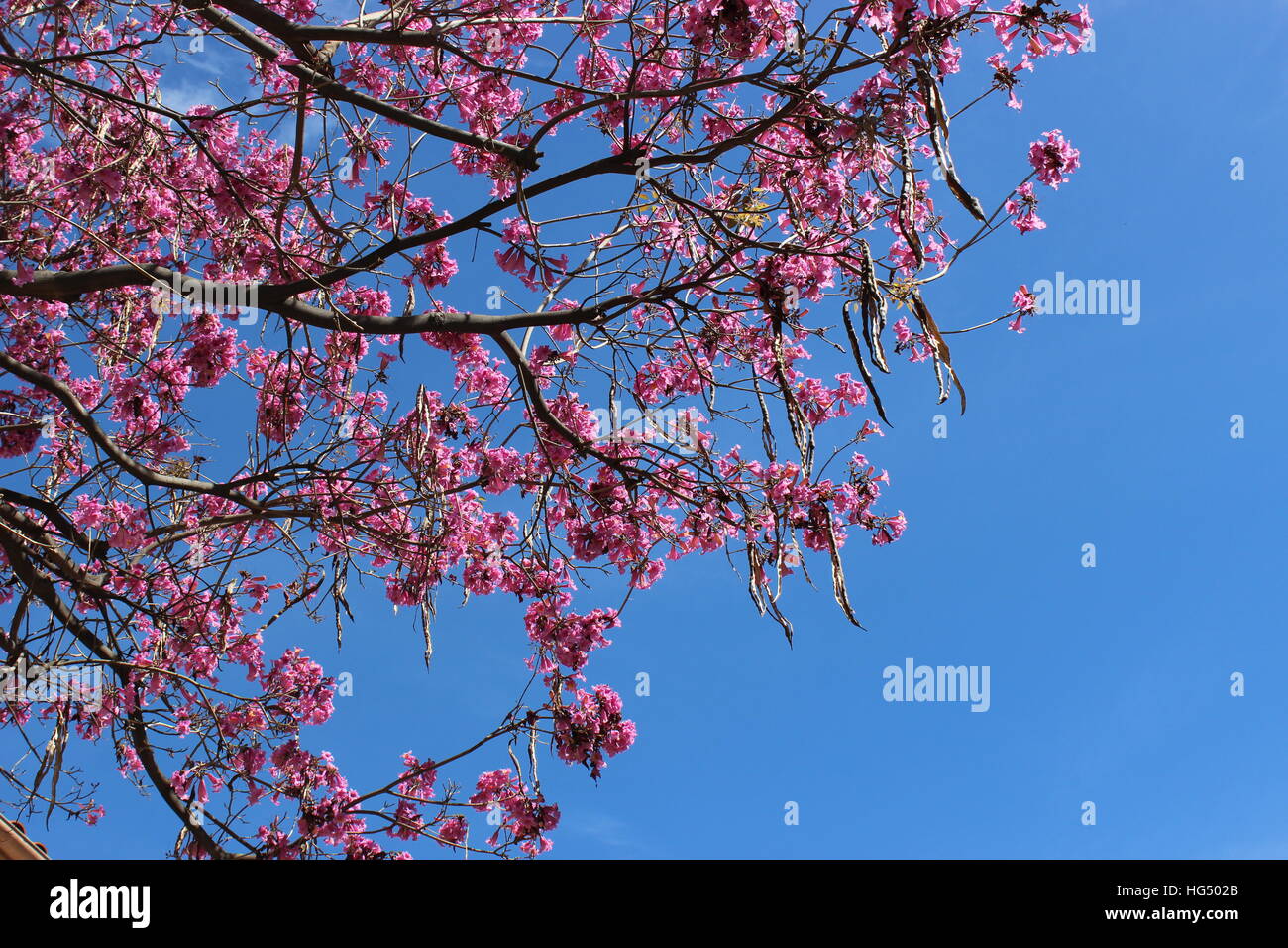 Una rosa struttura a campana blumi a Pasadena, in California Foto Stock