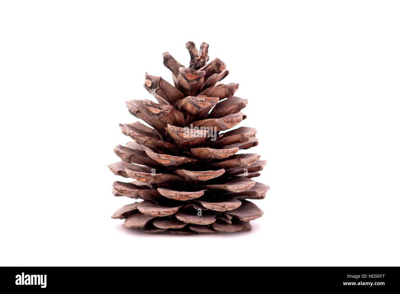 Big Pine cono su sfondo bianco Foto Stock