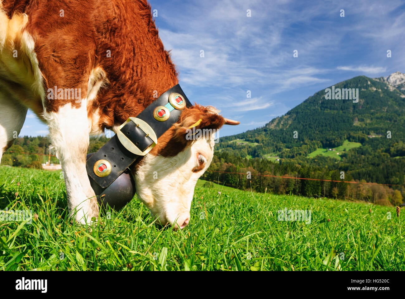 Schönau am Königssee: mucca con la campana, pascolo, vacche, Alta Baviera, Baviera, Baviera, Baviera, Germania Foto Stock