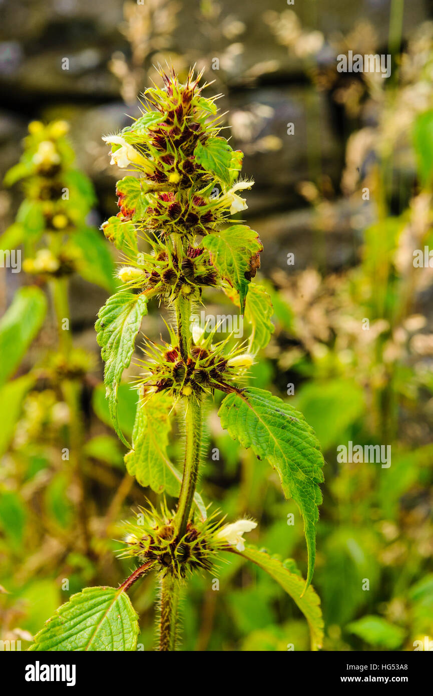 Morti Bianche di ortica Lamium (album), LANCASHIRE REGNO UNITO Foto Stock