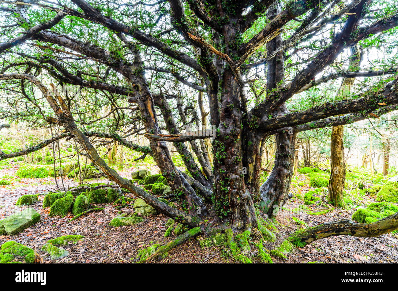 Antico albero di Yew vicino alla parte superiore della rupe di Warton nel nord Lancashire Foto Stock