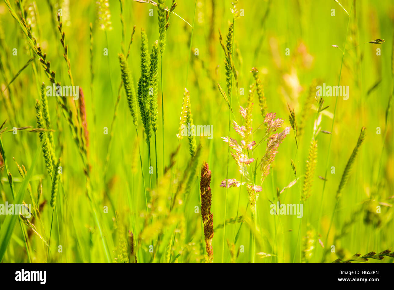 Ricca varietà di erbe in un prato accanto al fiume Wyre LANCASHIRE REGNO UNITO Foto Stock