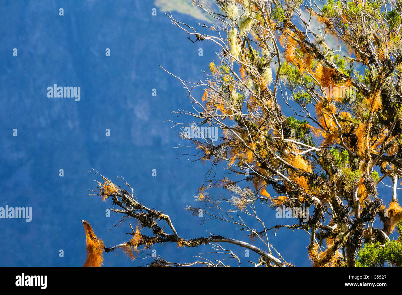 Scorched licheni girare arancio brillante su alberi sulla nervatura centrale di Madera Foto Stock