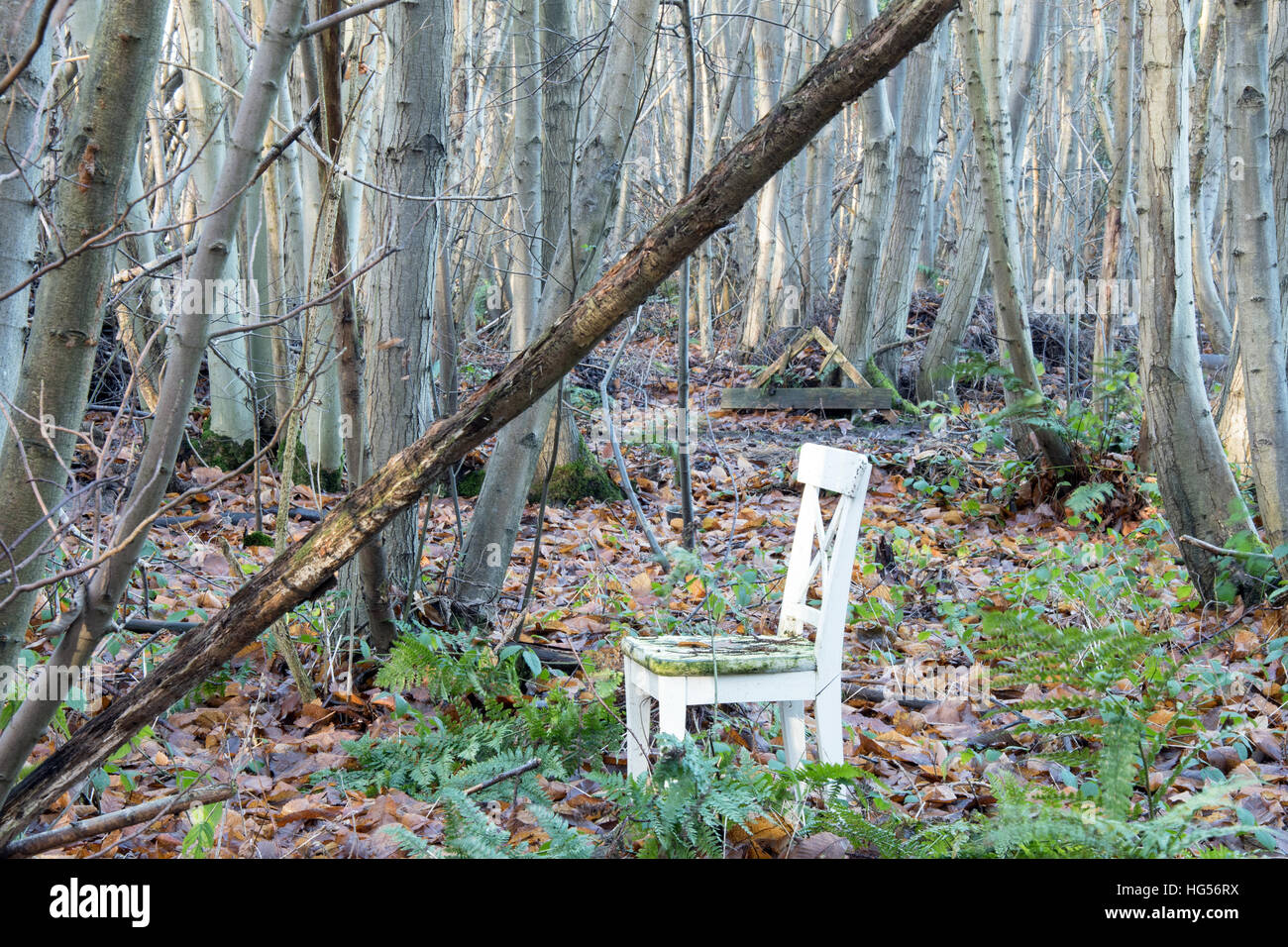 Sedia in plastica bianca in un bosco di impostazione Foto Stock