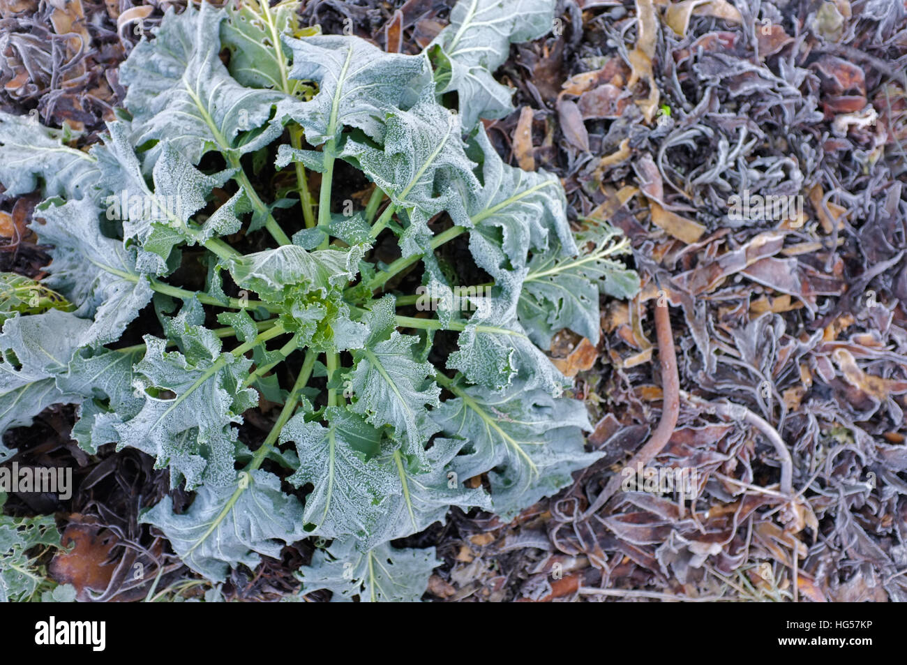 Una coperta di brina organici impianto di broccoli circondato da alghe marine. Foto Stock