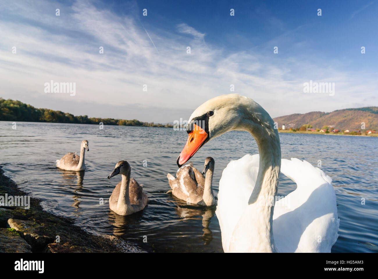 Barbing: cigno (Cygnus olor) con animali giovani sul Danubio, Oberpfalz, Alto Palatinato, Baviera, Baviera, Germania Foto Stock