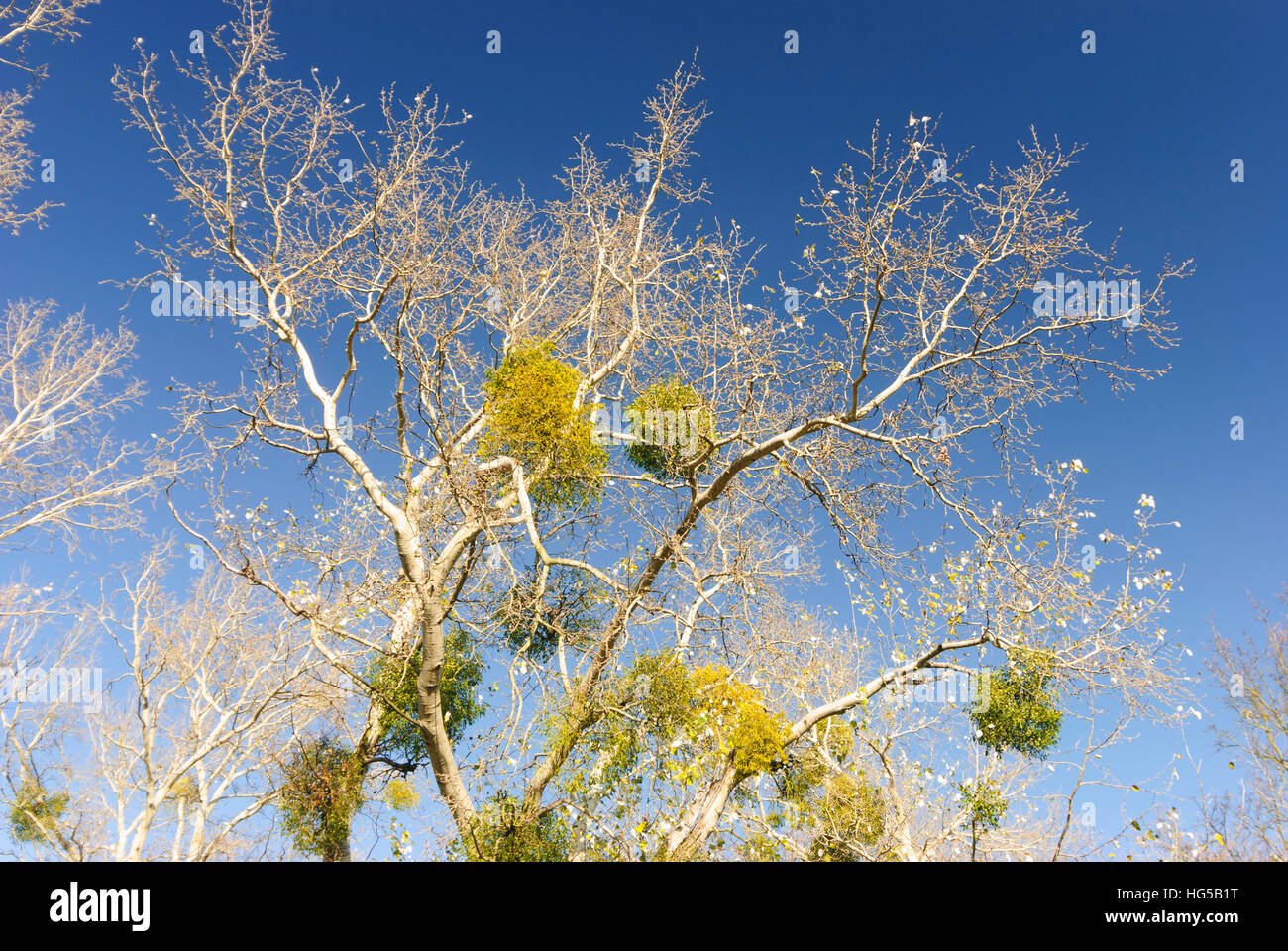 Orth an der Donau: Bianco berry vischio (Viscum album) nel Parco Nazionale Donauauen,, Donau Niederösterreich, Austria Inferiore, Austria Foto Stock