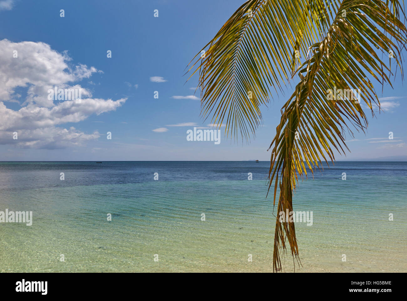 Palma da cocco fronde pendono verso il basso oltre la riva lungo la spiaggia di San Juan, Siquijor, Filippine, Sud-est asiatico, in Asia Foto Stock