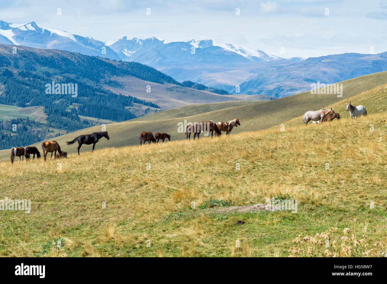 Cavalli, Ile-Alatau National Park, Tien Shan montagne, Assy altopiano, Almaty in Kazakistan e in Asia Centrale, Asia Foto Stock