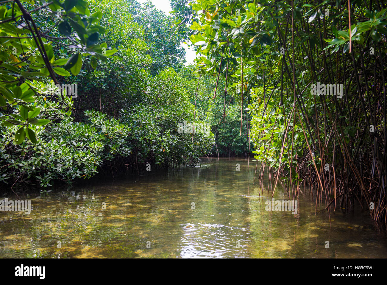 Acqua cristallina nella laguna Utwe, Riserva della Biosfera dall'UNESCO, Kosrae, Stati Federati di Micronesia, Sud Pacifico Foto Stock
