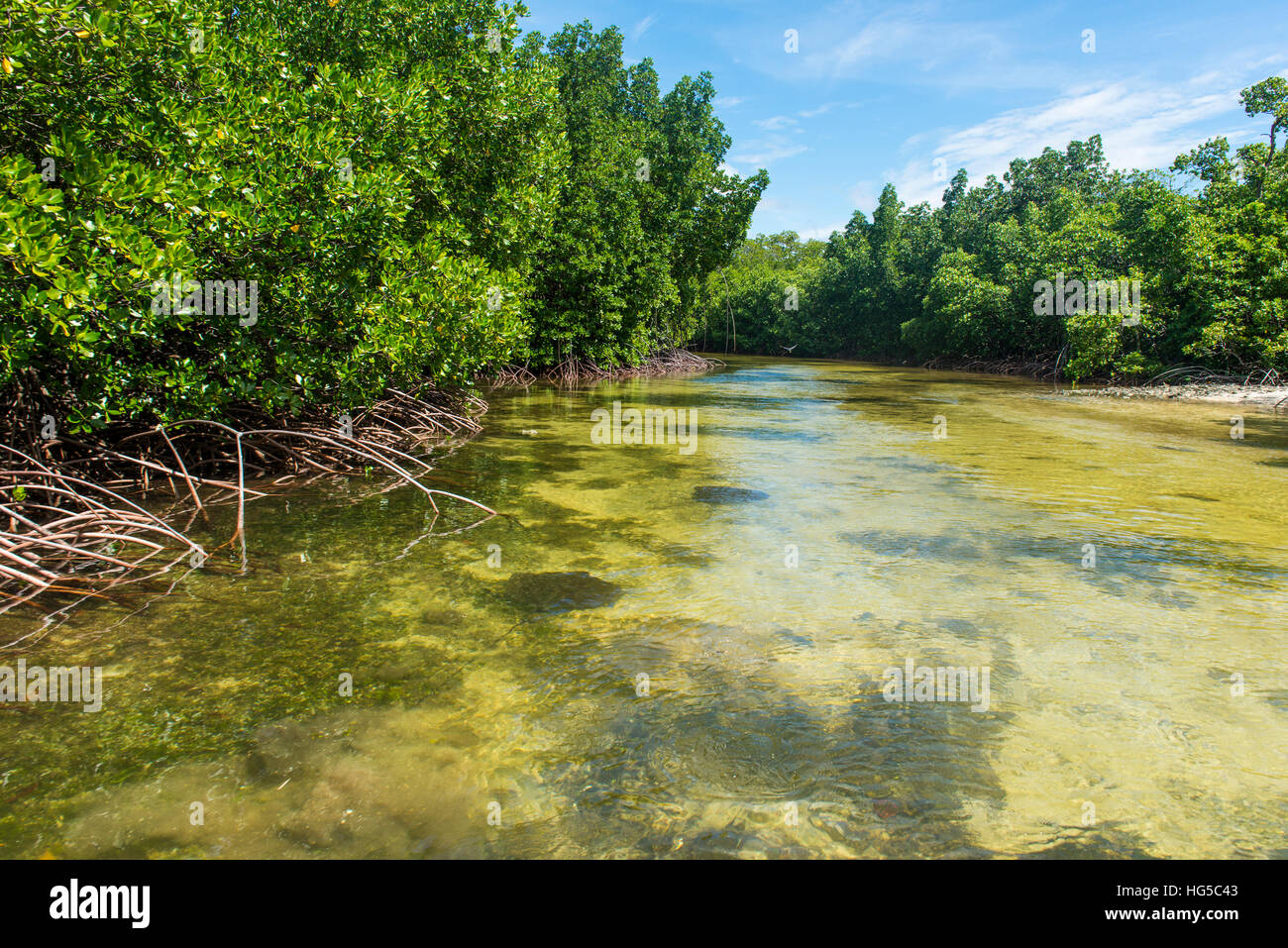 Stingray nuoto in acque cristalline in laguna Utwe, UNESCO, Kosrae, Stati Federati di Micronesia, Sud Pacifico Foto Stock