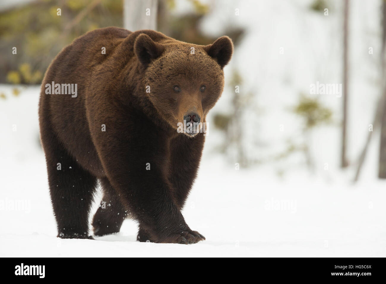 L'orso bruno (Ursus arctos) durante la primavera nevicata, Finlandia e Scandinavia Foto Stock