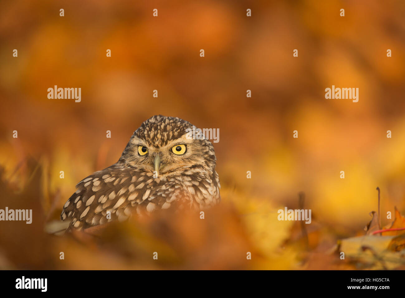 Scavando la civetta (Athene cunicularia), tra fogliame di autunno, Regno Unito Foto Stock