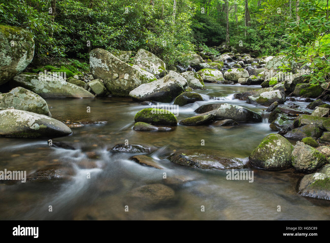 Mountain Creek che scorre attraverso una fitta foresta boschi presso l'Appalachian Trail, North Carolina, USA, America del Nord Foto Stock