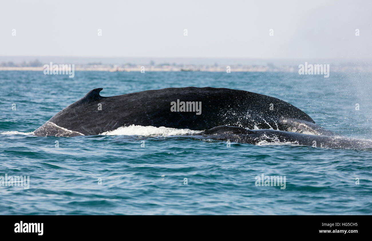 Humpback Whale (Megaptera novaeangliae), Anakao, area meridionale Foto Stock