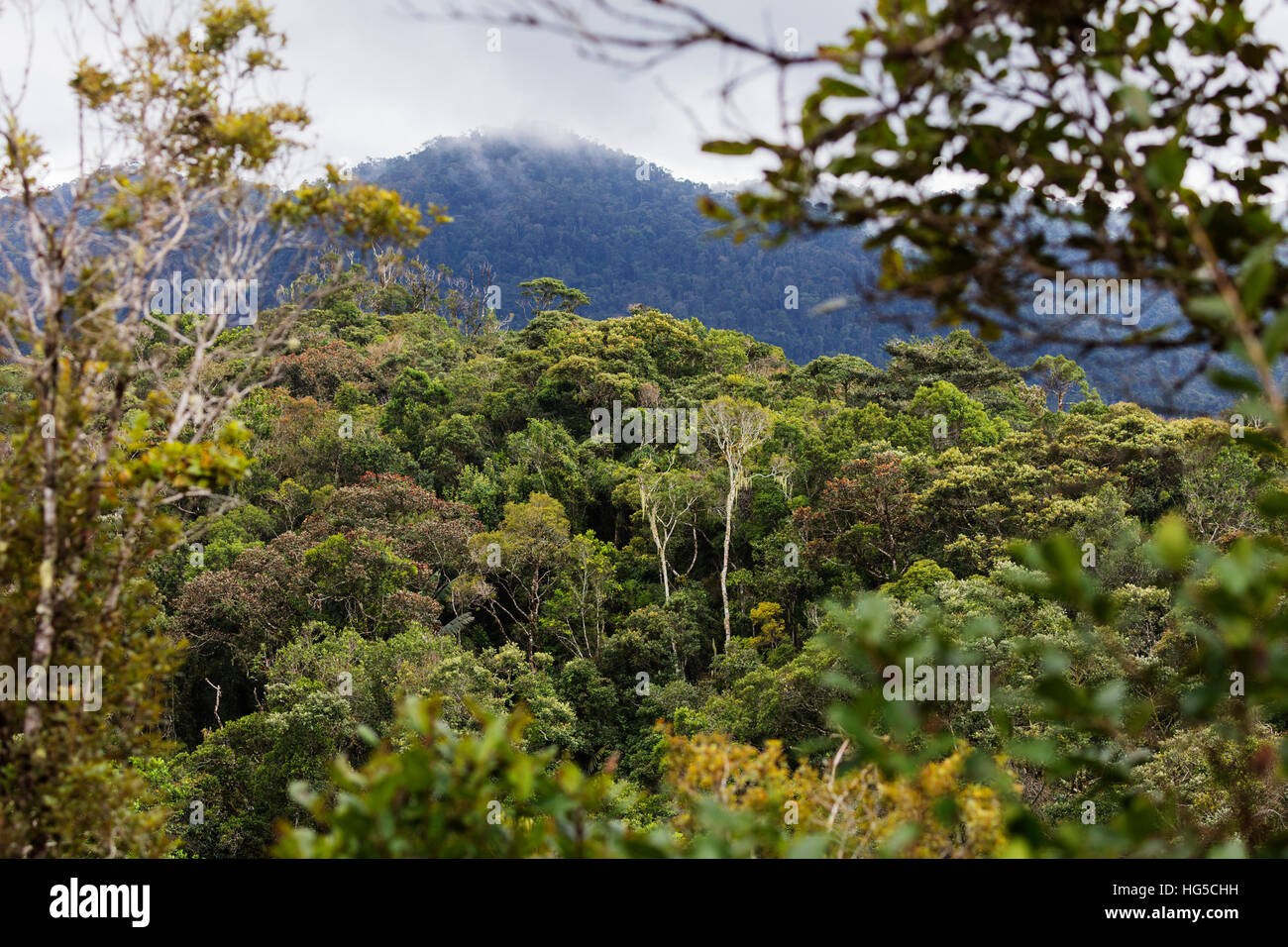 Ranomafana National Park, zona centrale Foto Stock